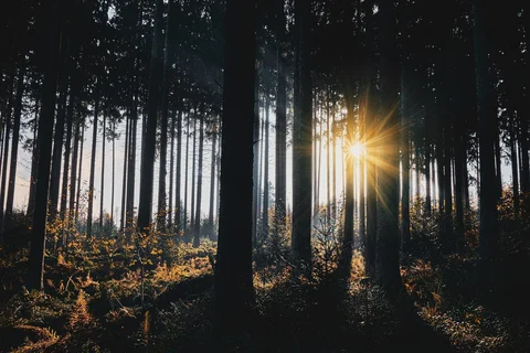 Forest Sunlight
